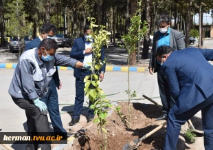 آغاز پویش ملی همکاشت در دانشگاه فنی و حرفه ای استان کرمان 3